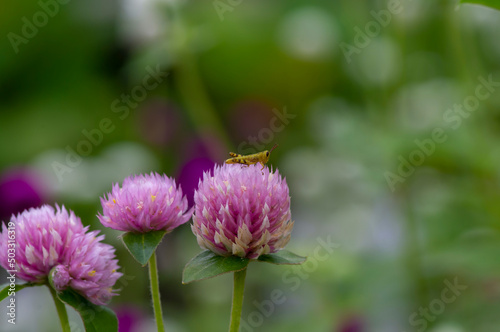 Close up of Gomphrena globosa flower and a small grasshopper in shallow focus, commonly known as globe amaranth