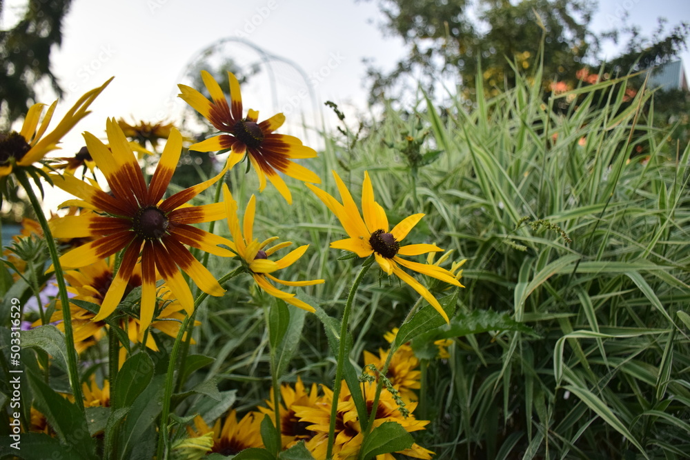 Gold rudbeckia flowers in tall grass on a sunny day Gold rudbeckia flowers in tall grass on a sunny day