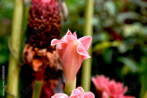 Blooming red Dala (Torch ginger or Etlingera elatior) flowers under the shade of a tree. A herbaceous plant in the ginger family (Zingiberales), which is used as cut flowers and for medicinal purposes photo