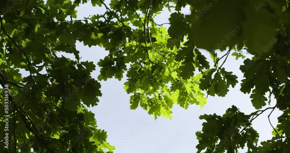 Variety crowns of the trees in the summer forest against the blue sky with the sun. Bottom view of the trees, Birdsong Variety crowns of the trees in the summer forest against the blue sky with the sun. Bottom view of the trees, Birdsong