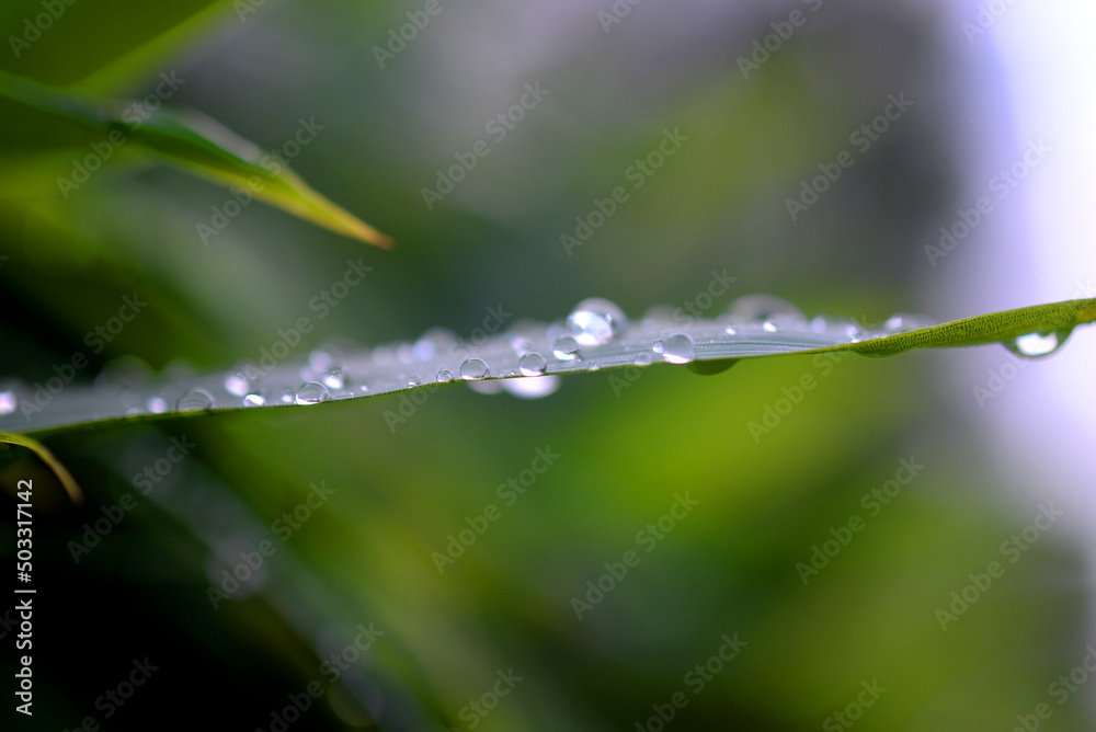 Gouttes d'eau sur feuille verte Gouttes d'eau sur feuille verte