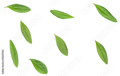 Green Privet leaves isolated on white background