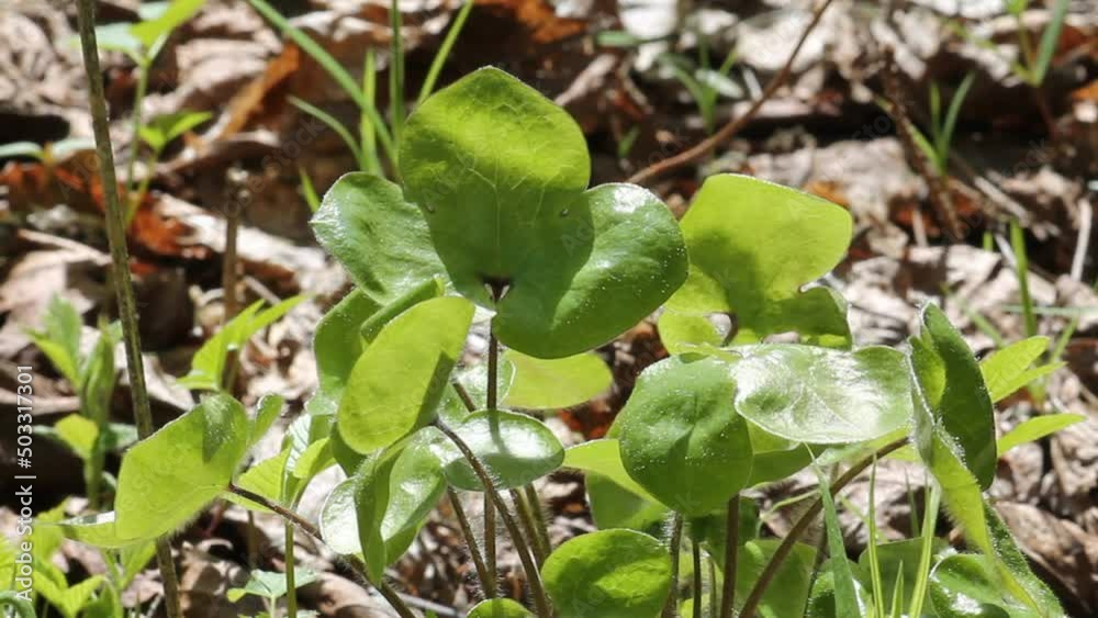 Green leaves of common hepatica or liverwort (Hepatica nobilis) plant in forest Green leaves of common hepatica or liverwort (Hepatica nobilis) plant in forest