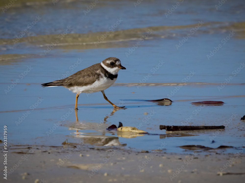 Young and adult common ringed plover or ringed plover (Charadrius hiaticula) in winter plumage. Young and adult common ringed plover or ringed plover (Charadrius hiaticula) in winter plumage.