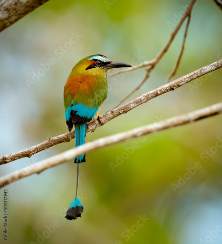 Beautiful motmot sits on branch in the jungle forest photo