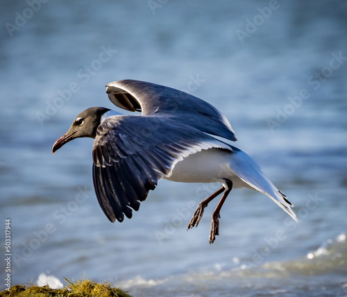Black headed gull comes in for a landing photo