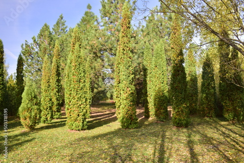 Trees in the autumn arboretum. Ulyanovsk Russia