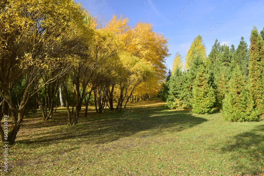 Naklejka premium Trees in the autumn arboretum. Ulyanovsk Russia