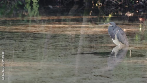 A heron in clear spring water at Wekiwa Springs near Orlando, Florida