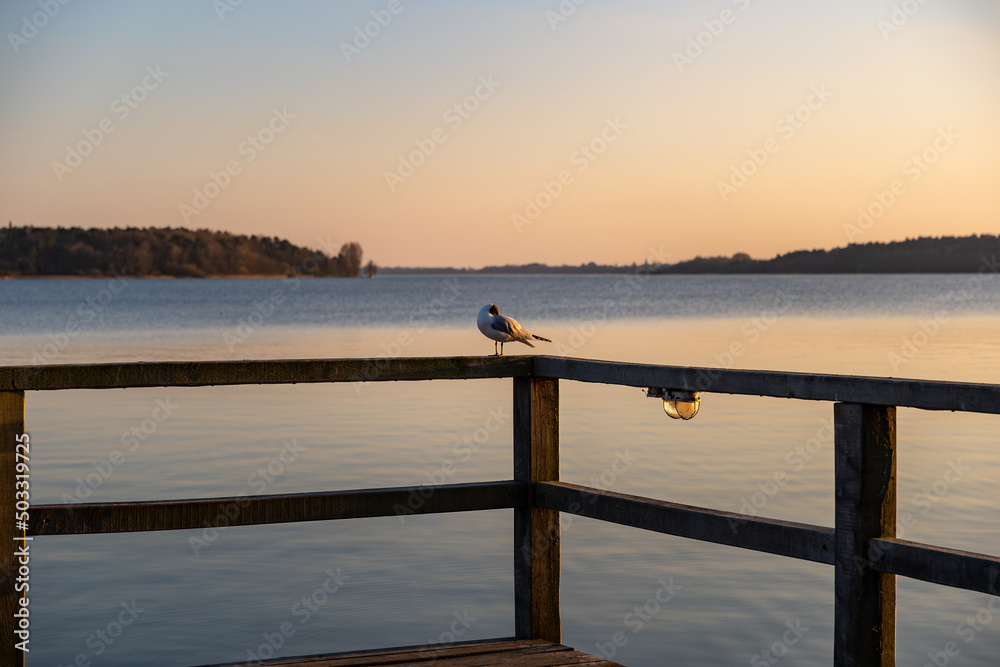 European seagull with a black head on a railing. Orange sunset light hitting the seabird. A landscape with an idyllic lake in the background. Tranquil scene in the evening.