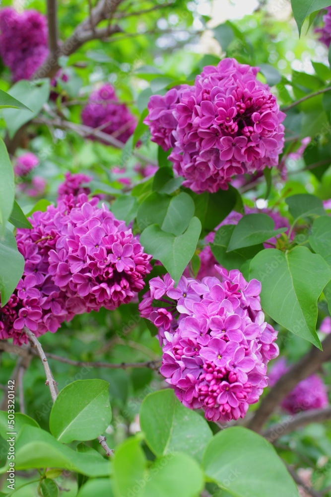 lilac flowers lilac flowers