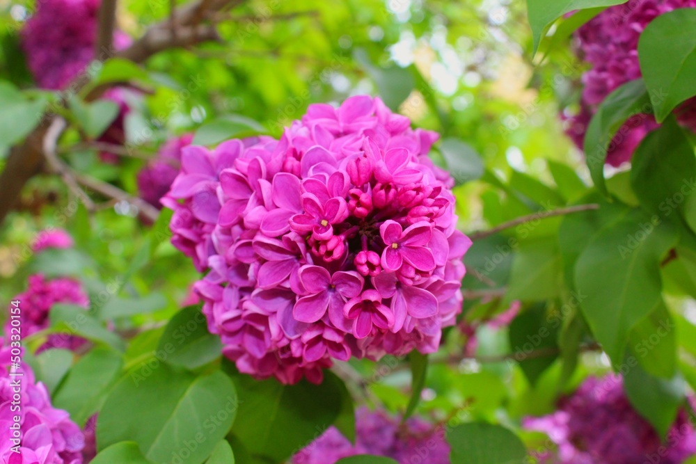 pink hydrangea flowers