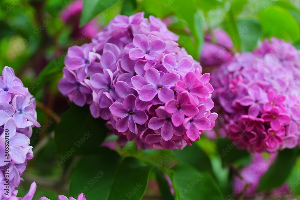 flowers flowers