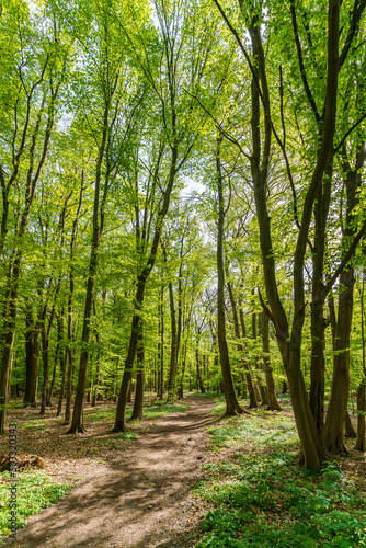 A green deciduous forest in spring