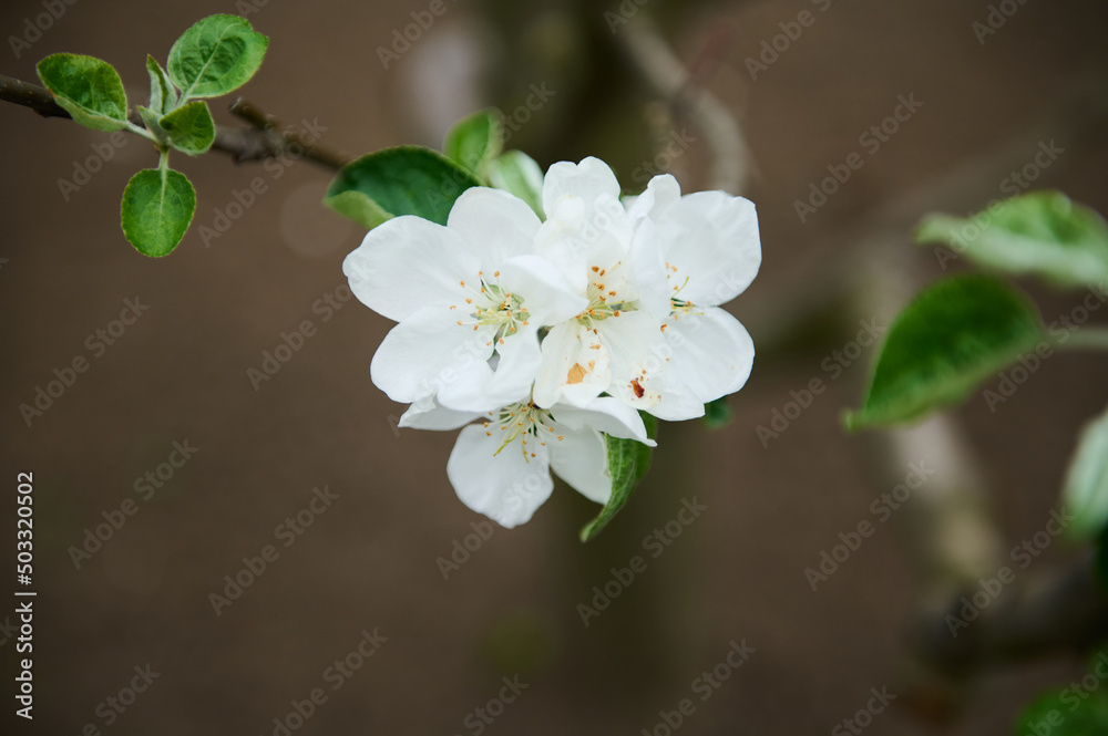 Φωτογραφία Close-up white flower on the twig of a blossoming apple tree in the garden