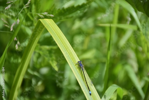 A dragonfly is sitting on the juicy grass