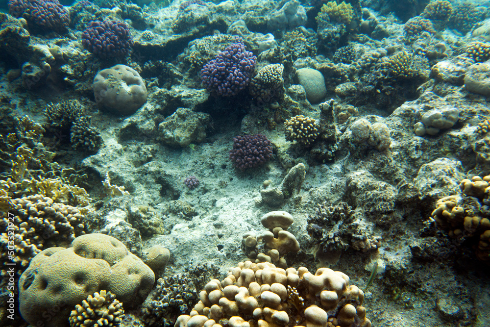 View of red sea reef at Sharm View of red sea reef at Sharm