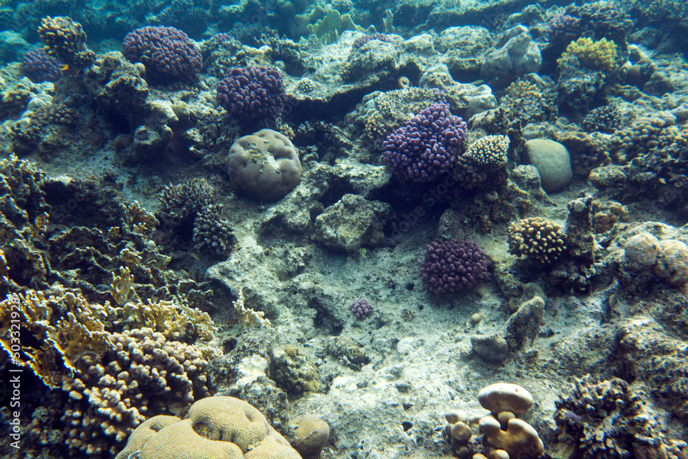 Fototapeta premium View of red sea reef at Sharm