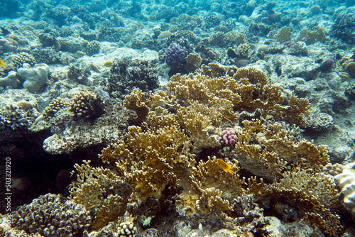 View of red sea reef at Sharm