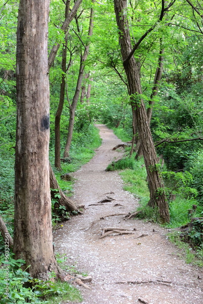 bosco nel parco delle cave di milano in italia, woods in the park of cave in milan in italy bosco nel parco delle cave di milano in italia, woods in the park of cave in milan in italy