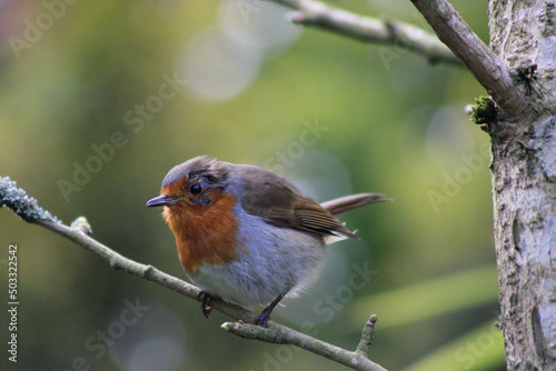 robin on a branch