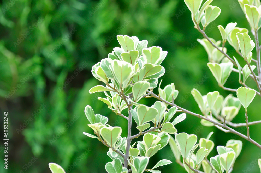 Obraz premium Mistletoe Fig, Mistletoe Rubber Plant or Ficus deltoidea