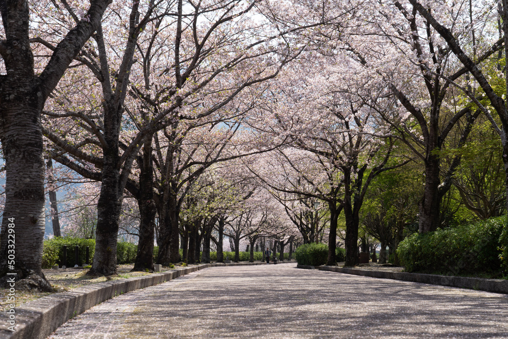 alley in the park