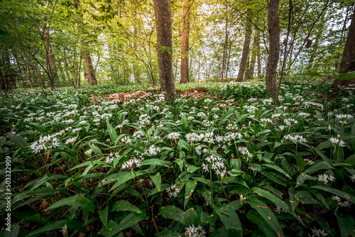 Young wild wild garlic in the spring forest. Young sprouts with flowers of Allium ursinum, known as wild garlic, ramps, buckrams, bear leche or bear garlic. Wild edible plants in natural environment.