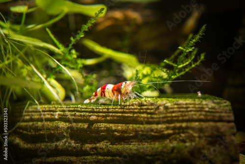 Caridina crystal red shrimp aquarium photo