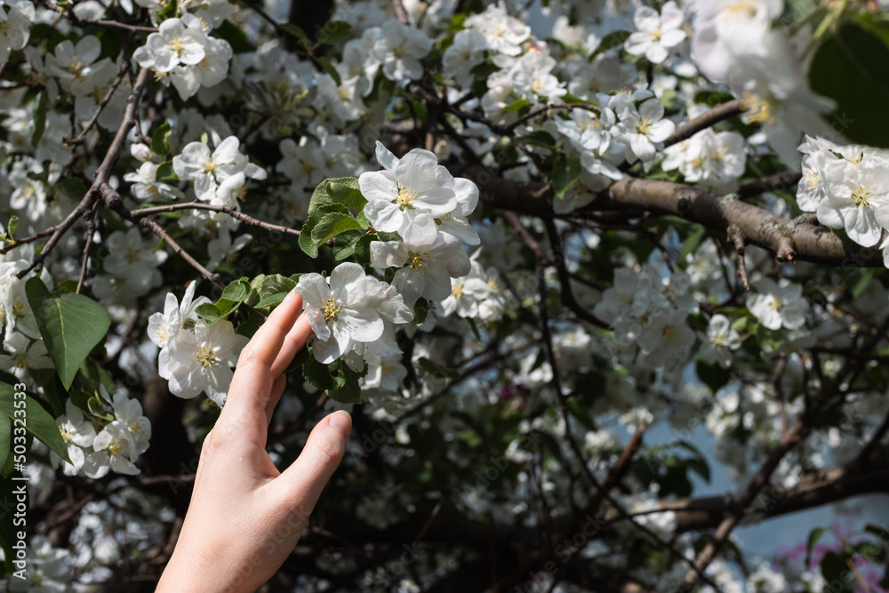 beautiful female hand touches a branch of a blossoming apple tree