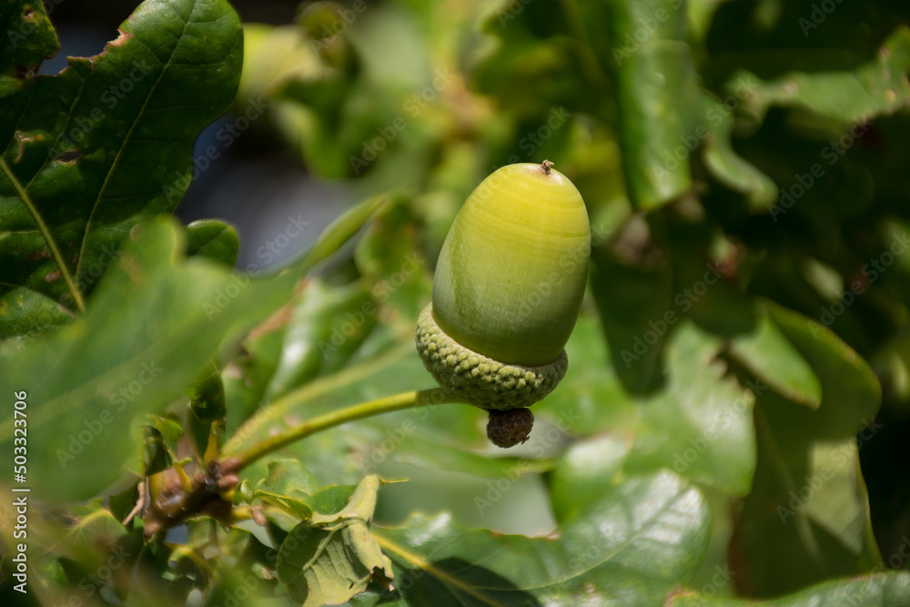 Obraz premium Close up pictures of the bunch of fresh unriped green acorns on the twigs of oak tree with leaves, during summer time.