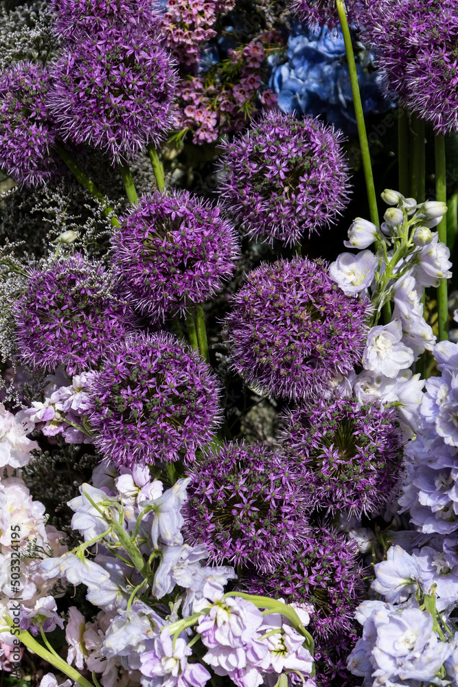 Flowers: Purple balls of Allium Flowers: Purple balls of Allium