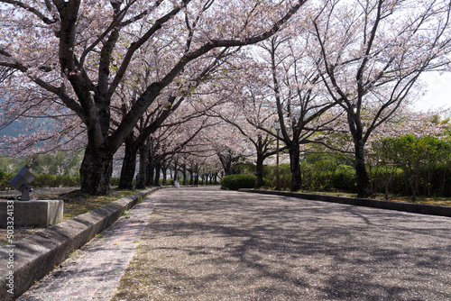 alley in the park