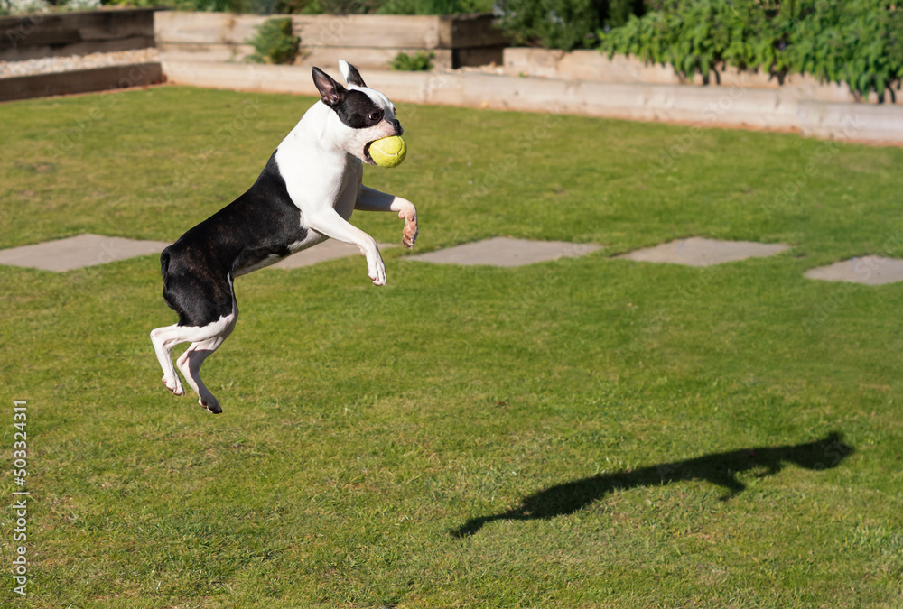 Young Boston Terrier puppy jumping  to catch a tennis ball. She is outside playing on the grass.