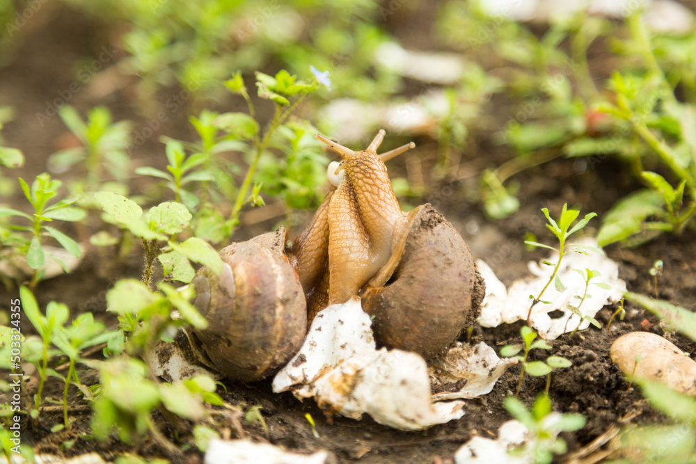 Mollusk snails with brown striped shell
farm, growth, snail, helix, cuisine, delicatessen, escargot, molluscs, businessm cuisine Mollusk snails with brown striped shell
farm, growth, snail, helix, cuisine, delicatessen, escargot, molluscs, businessm cuisine