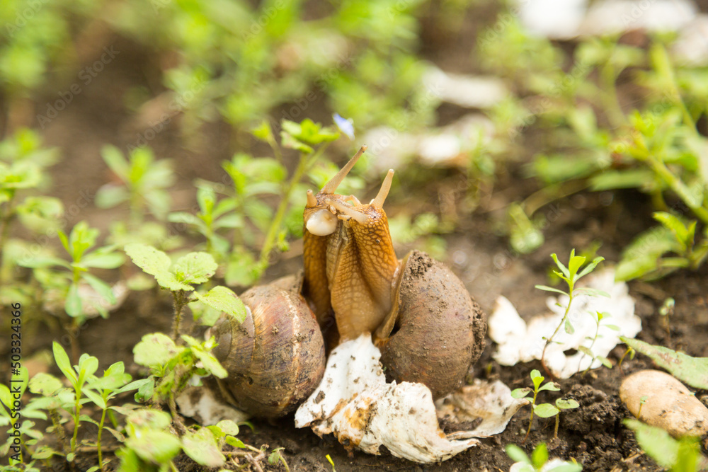 Obraz premium Mollusk snails with brown striped shell farm, growth, snail, helix, cuisine, delicatessen, escargot, molluscs, businessm cuisine