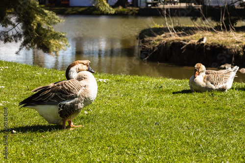 Wild ducks sitting near the pond on the grass