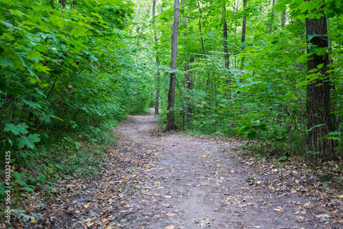 Dirt road through green dense rainforest. Russia photo