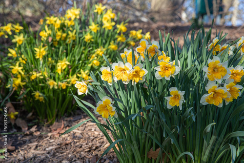 daffodils in spring © Iri.Andrie