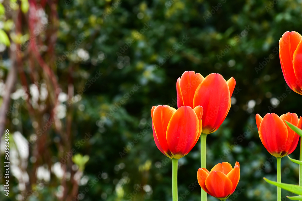 Fototapeta premium Fresh spring tulips growing in the garden