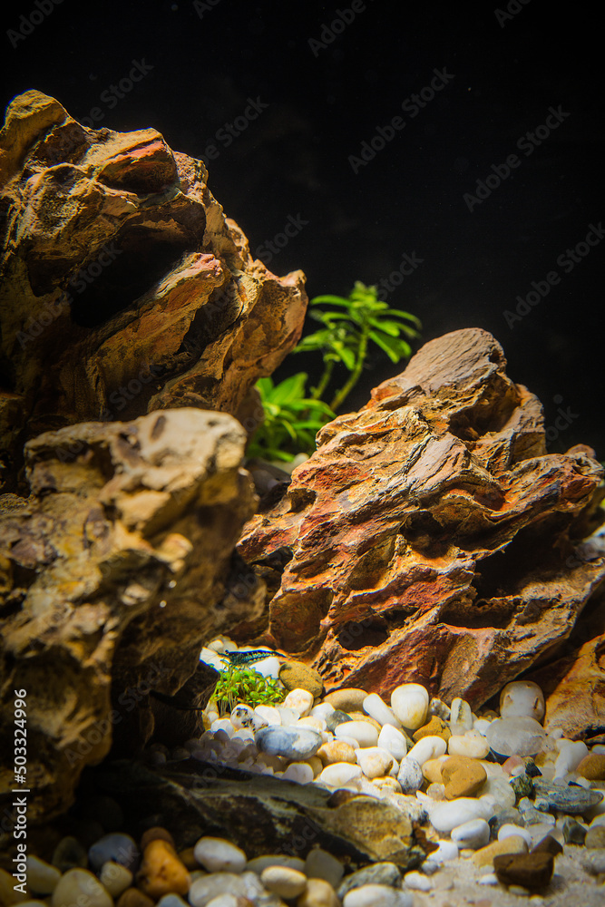 Dragon stone aquascape, aquarium rocks Dragon stone aquascape, aquarium rocks