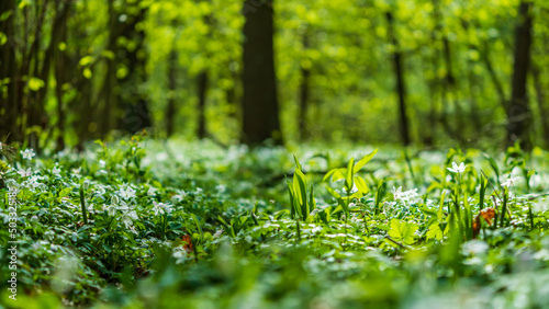 Wild garlic in a deciduous forest in spring
