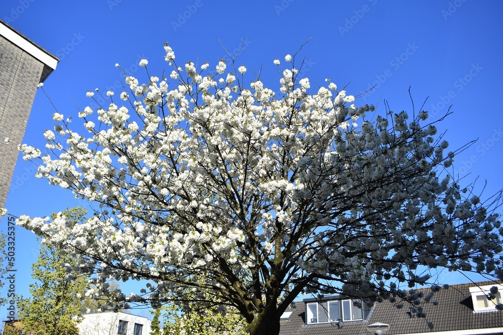 Branches with white flowers of a blossoming cherry tree, against blue sky.