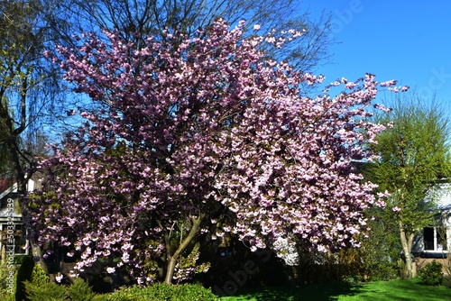 A flowering Cherry tree with beautiful pink flowers, in the garden.