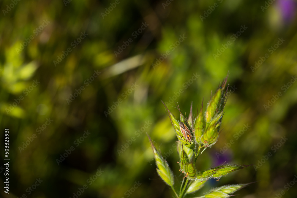 owad łąka wiosna zieleń fauna owad łąka wiosna zieleń fauna