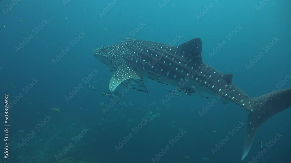 Whale shark (Rhincodon typus)
Whale shark (Rhincodon typus)