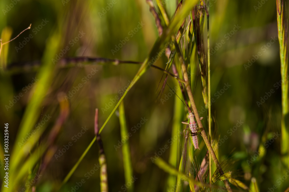 owad łąka wiosna zieleń fauna