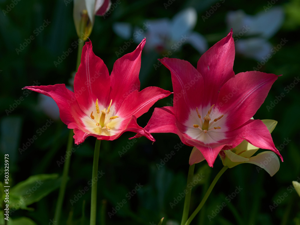 Tulip macro pink flowers