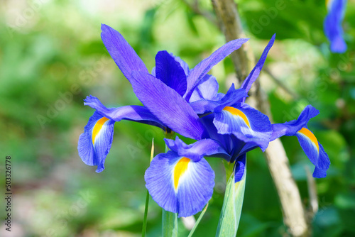 Fleur d iris bleue