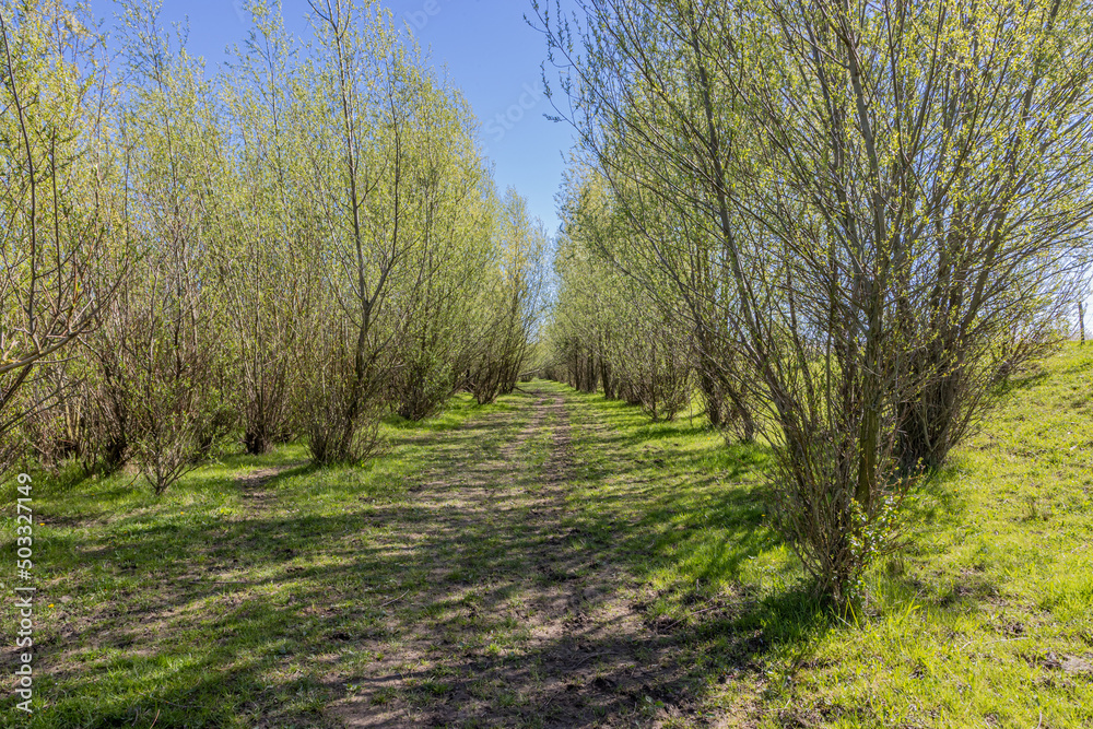 Hiking path between small trees with thin trunks, branches with green foliage, sunny day with a clear blue sky in the Molenplas nature reserve in Stevensweert, South Limburg, the Netherlands Hiking path between small trees with thin trunks, branches with green foliage, sunny day with a clear blue sky in the Molenplas nature reserve in Stevensweert, South Limburg, the Netherlands